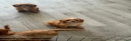 Cavapoo dogs for sale: Tiny toy cavapoos  - Advert 8