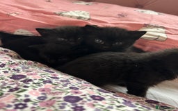 British Shorthair cats for sale: Black kittens  - Image 6