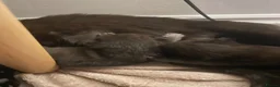 British Shorthair cats for sale: Male pure black & Female pure black with locket  in Alcester - Advert 15