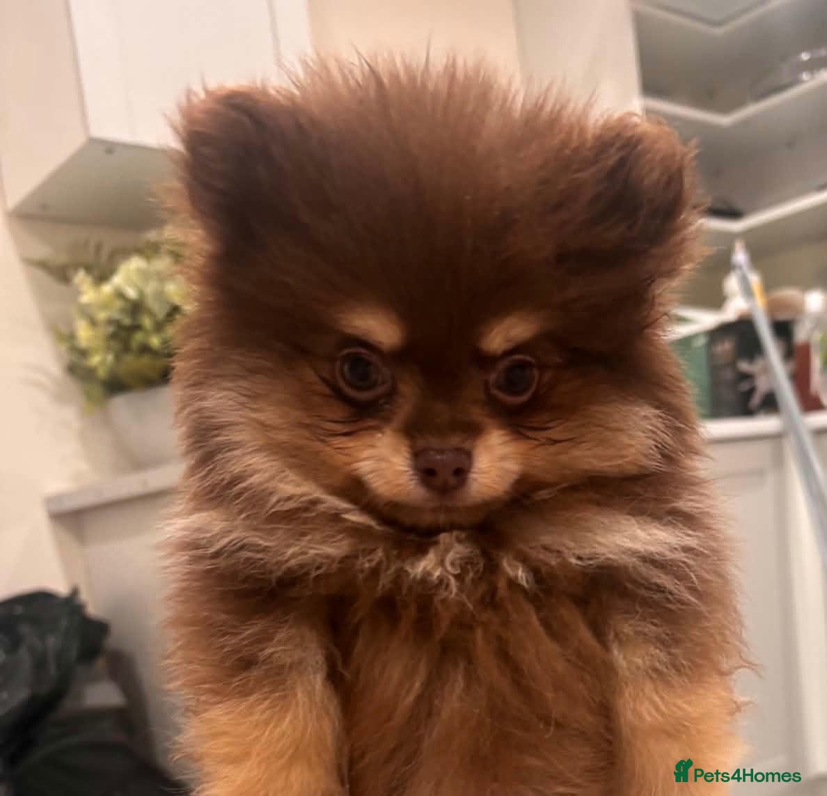 Pomeranian dogs 🤎 Gorgeous Chocolate & Tan Pomeranian Puppies  - Advert 1