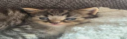 British Longhair cats for sale: Beautiful British long haired kittens - Advert 21