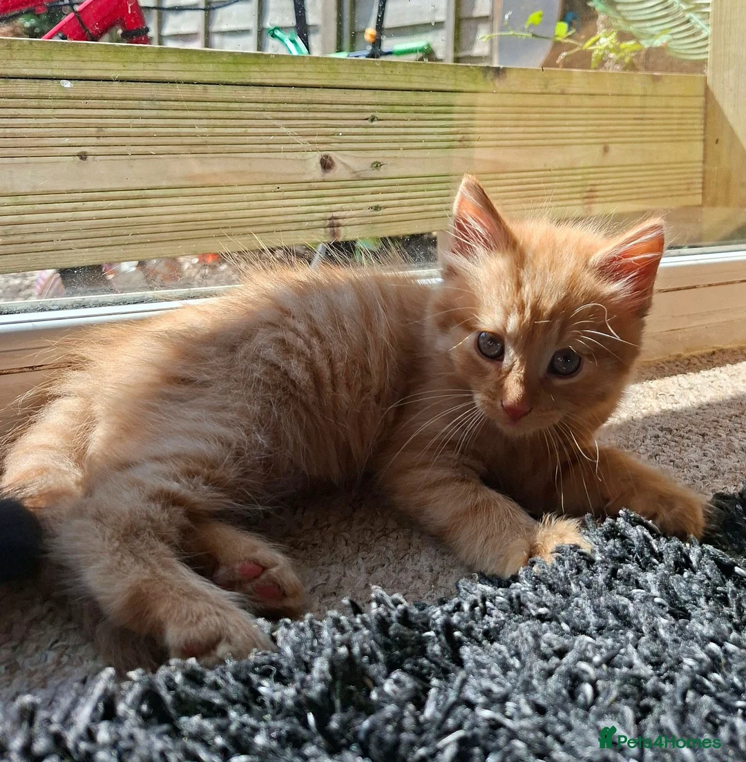 Mixed Breed cats for sale: Gorgeous kittens, mix of short & long hair in Hayle - Advert 10