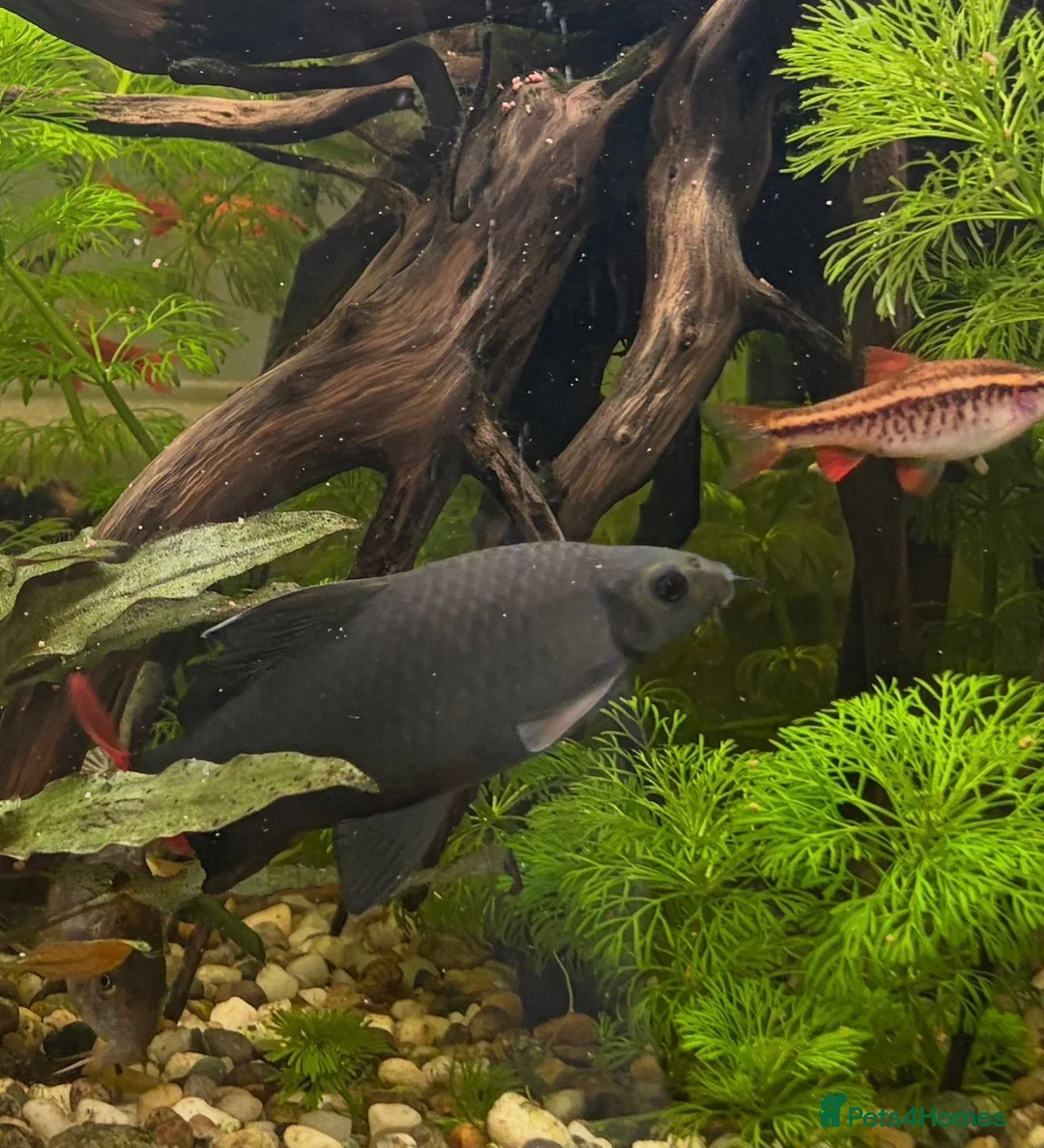 Sharks fish for sale: Red tailed shark in Leicester - Advert 3