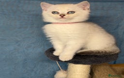 British Shorthair cats for sale: AdorableBritish shorthair silver/golden kitensTICA - Image 5