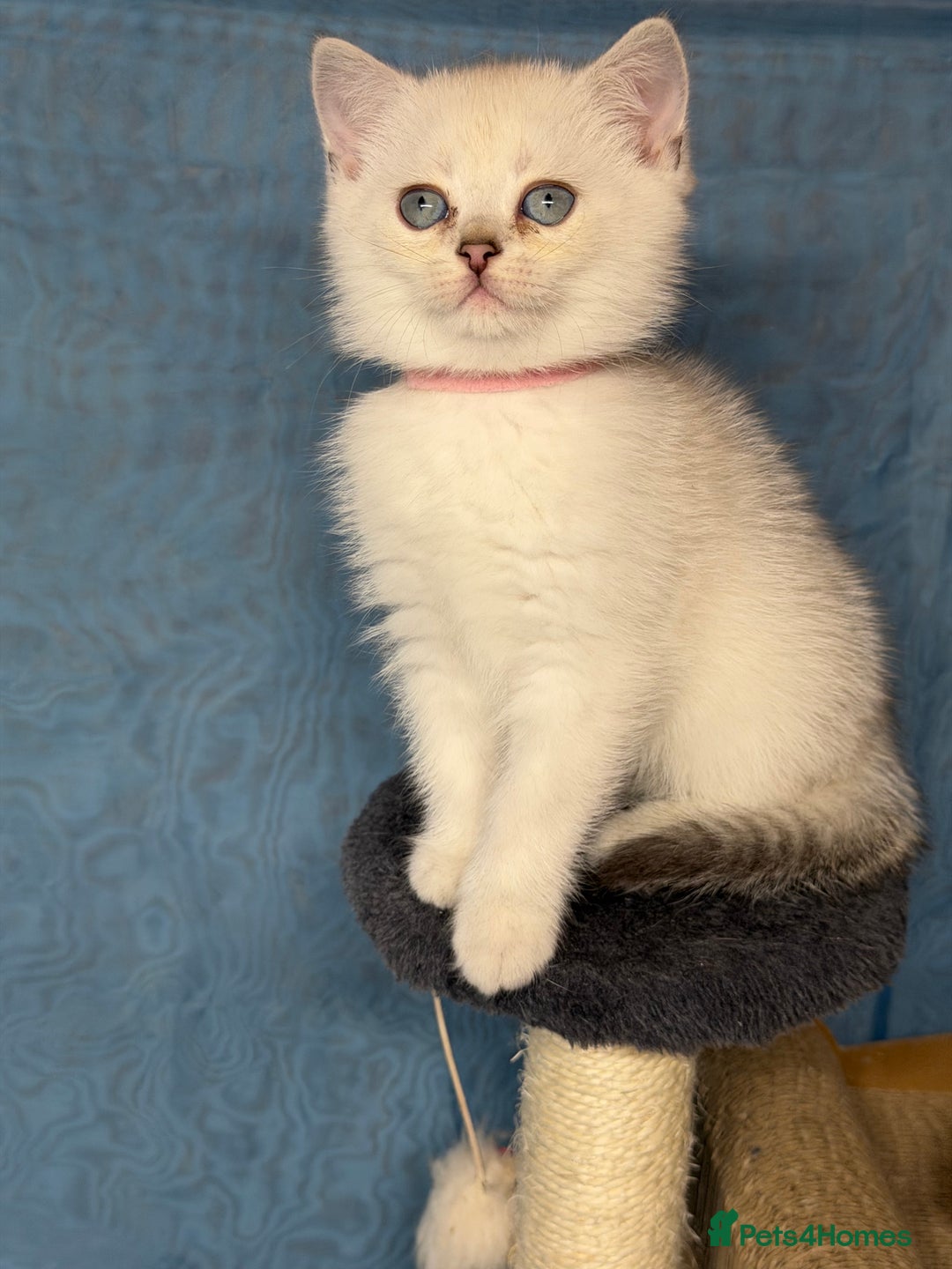 British Shorthair cats for sale: AdorableBritish shorthair silver/golden kitensTICA - Image 5