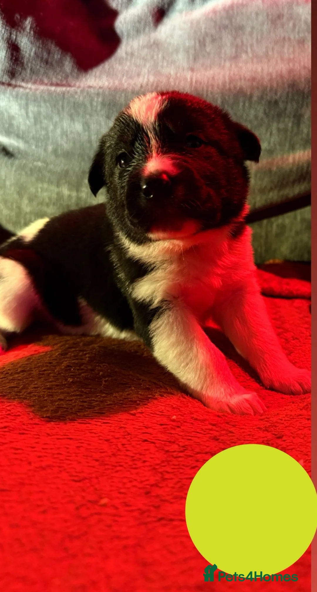 Mixed Breed dogs for sale: Labrakita - Advert 6