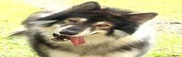 Northern Inuit dogs for sale: Last boy available from health tested parents - Advert 13