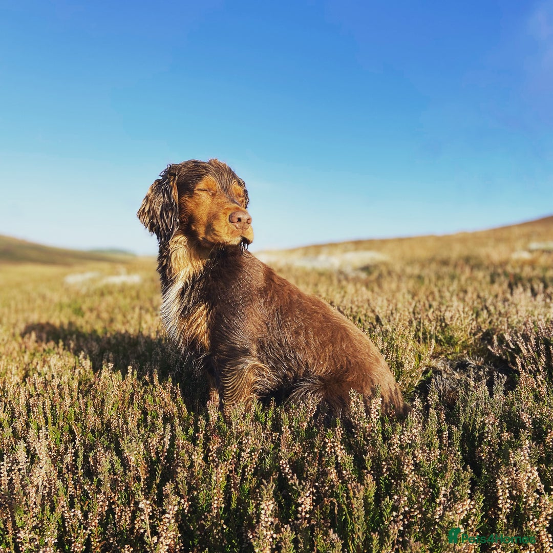 Cocker Spaniel dogs for stud: Cocker Spaniel stud  - Advert 26