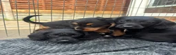 Doxiepoo dogs for sale: Beautifully bread Doxiepoos  - Advert 17