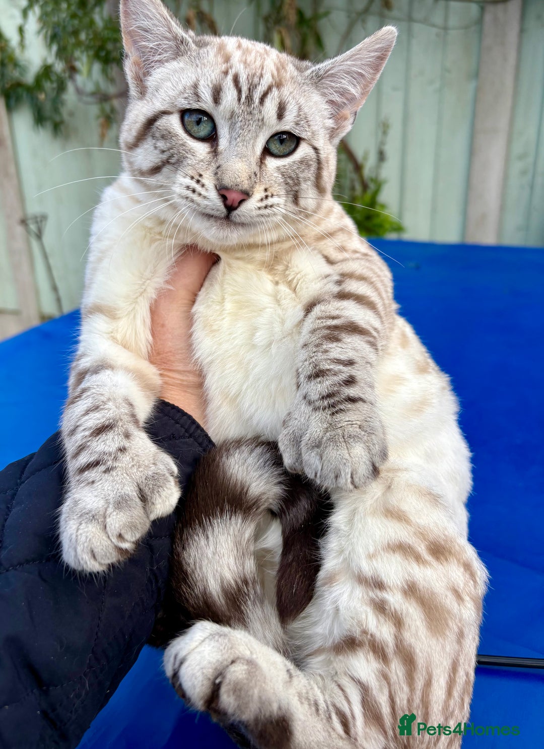 Savannah cats for sale: Superb polydactyl snow leopard girl  - Advert 10