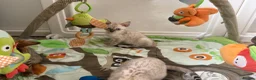 Bengal cats for sale: TICA Pedigree Bengal Kittens Snow & Brown  - Advert 9