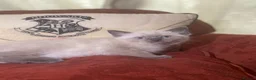 Mixed Breed cats for sale: Ragdoll and Thai kittens - Advert 7
