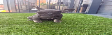 French Bulldog 2
