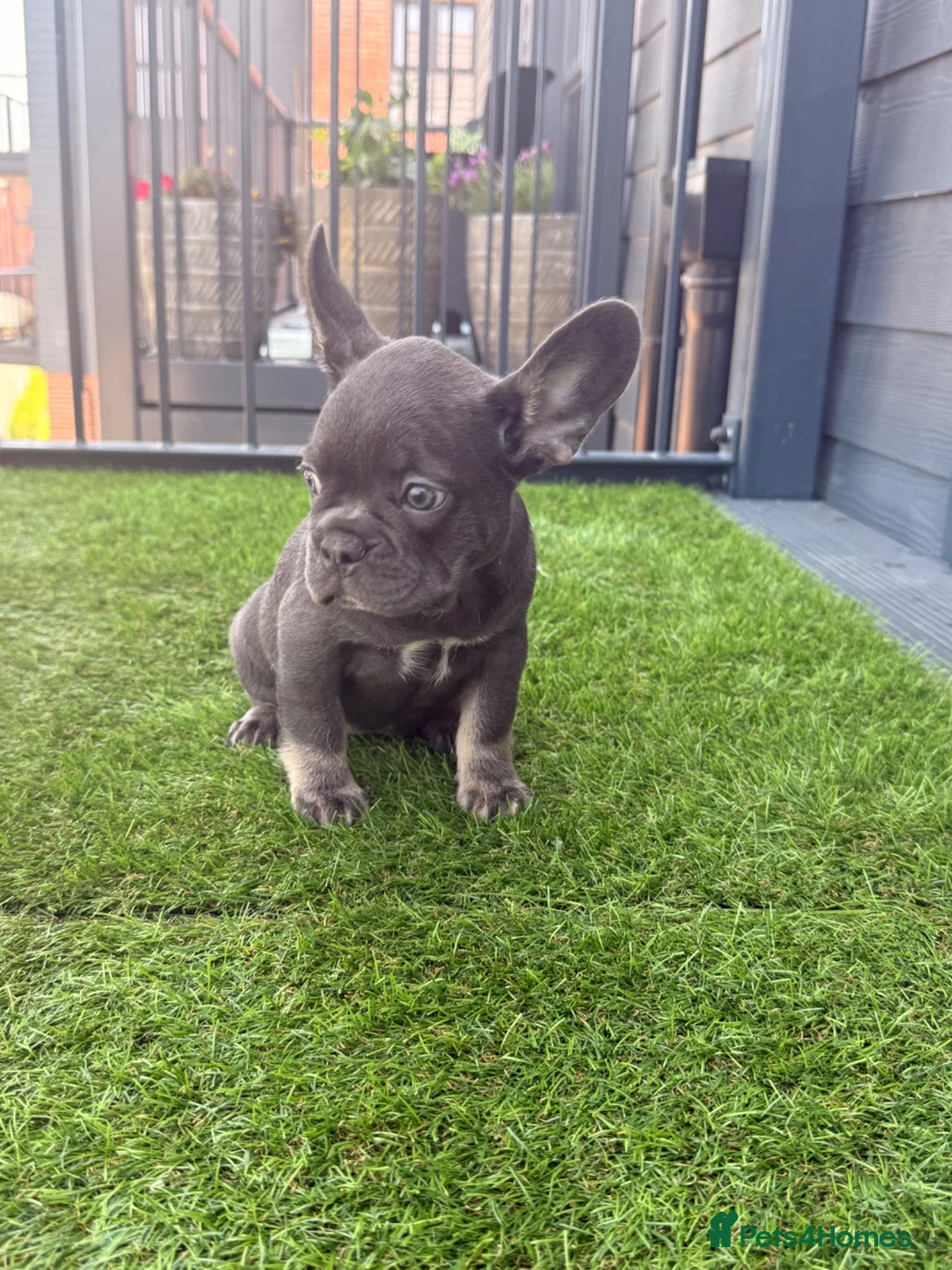 French Bulldog dogs for sale: Beautiful French bulldog puppies for sale - Advert 2