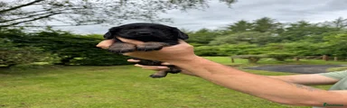 Cocker Spaniel 2