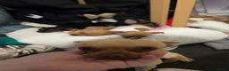 Chihuahua dogs for stud: Tan chihuahua for stud  in Boldon Colliery - Advert 2