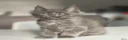 Maine Coon cats for sale: Beautiful Pedigree  Maine Coon Kittens in Livingston - Advert 7