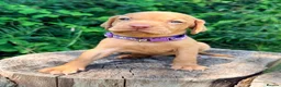 Hungarian Vizsla dogs for sale: KC Reg Hungarian Vizsla pups Hip/Elbow DNA Tested - Advert 31
