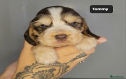 Cocker Spaniel dogs for sale: Exceptional Pedigree Kc Champion Show Cockers - Image 9