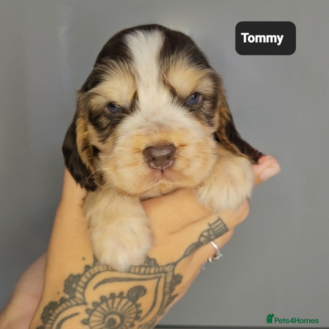 Cocker Spaniel dogs for sale: Exceptional Pedigree Kc Champion Show Cockers - Image 9