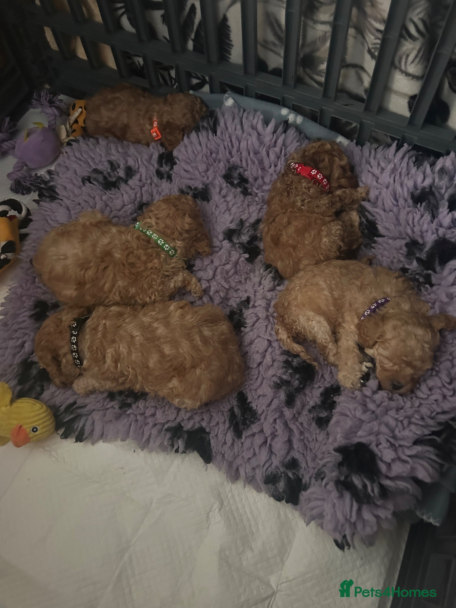 Toy Poodle dogs Stunning & outstanding KC reg toy poodles  - Advert 2