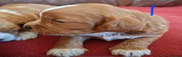 Cockapoo dogs for sale: F1 Cockapoo Pups  - Advert 23