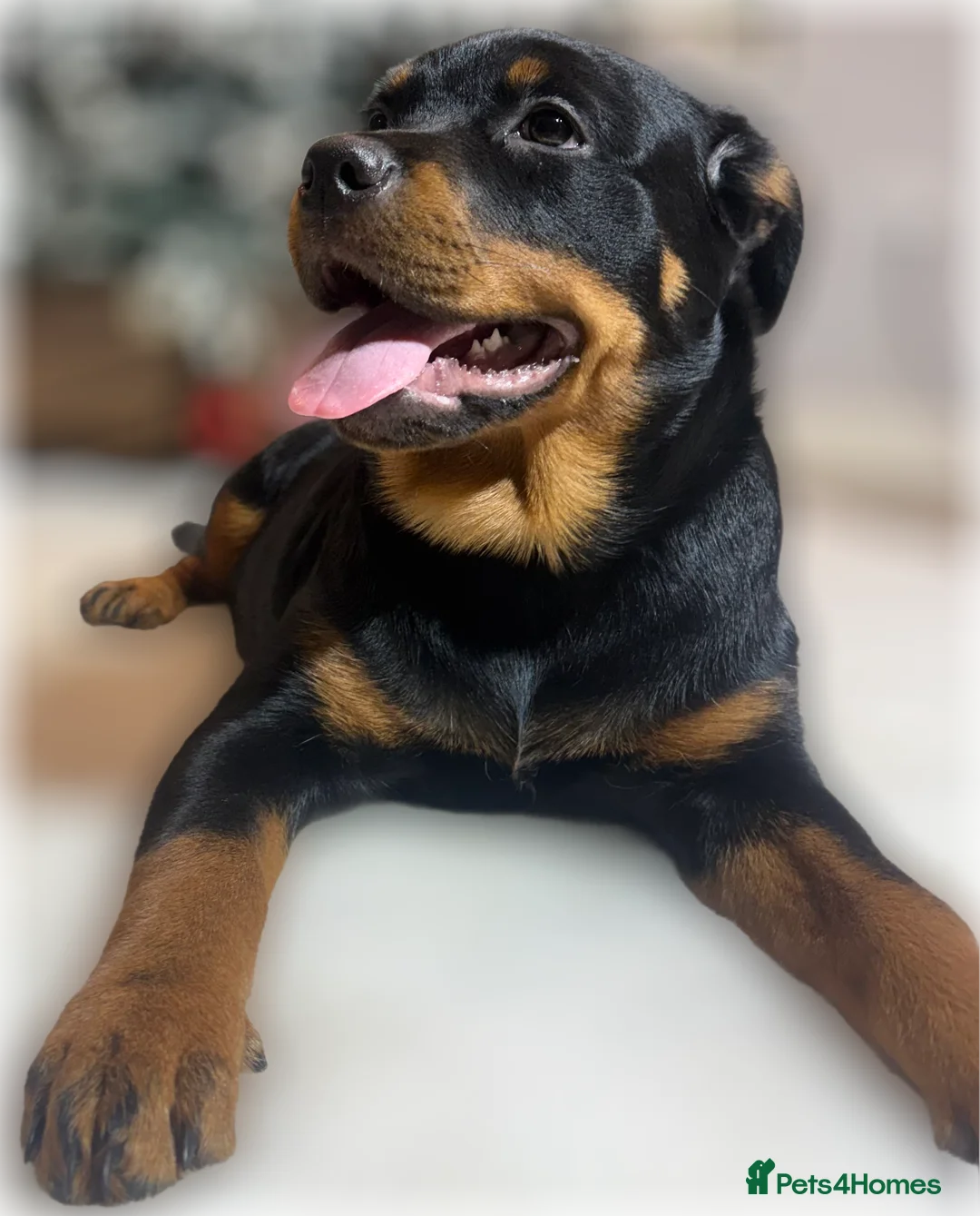 Rottweiler dogs for sale: ROTTWEILER PUPPIES. KC REGISTERED. FREE INSURANCE. - Advert 6