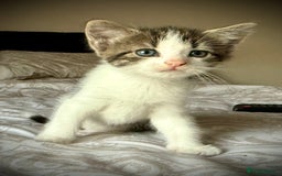 Mixed Breed cats for sale: 3 beautiful kittens available - Image 30