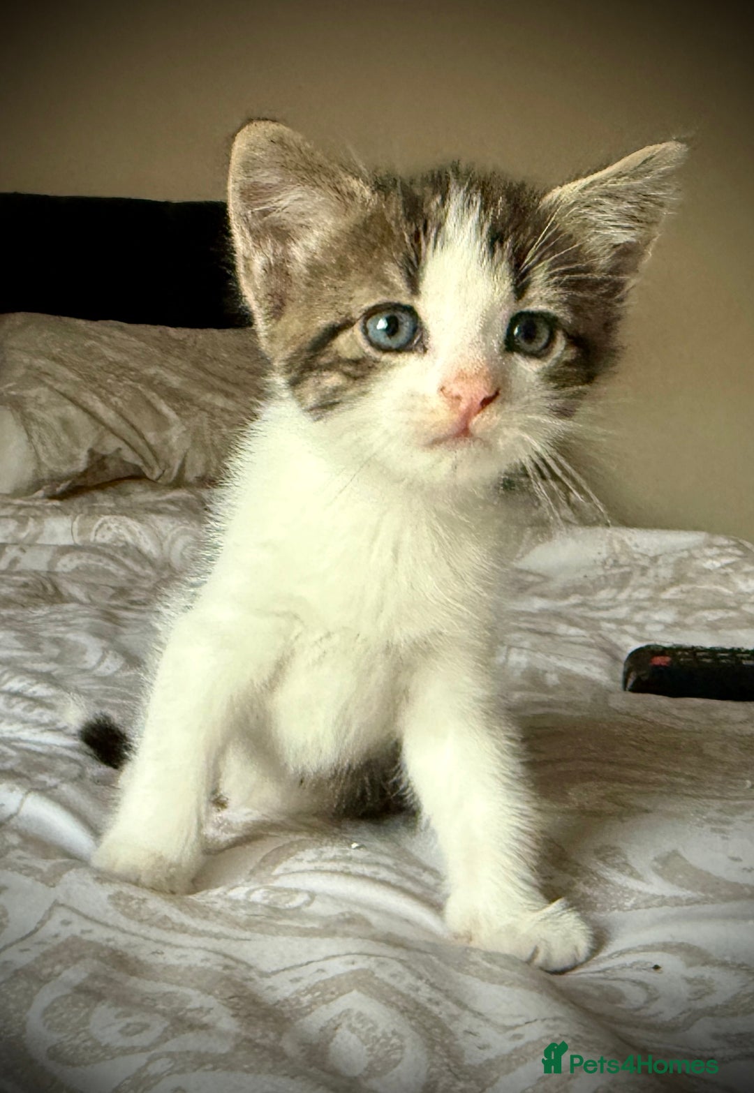 Mixed Breed cats for sale: 3 beautiful kittens available - Image 30