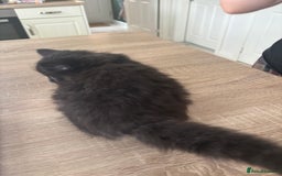 Mixed Breed cats for sale: 4 black fluff balls  - Image 12