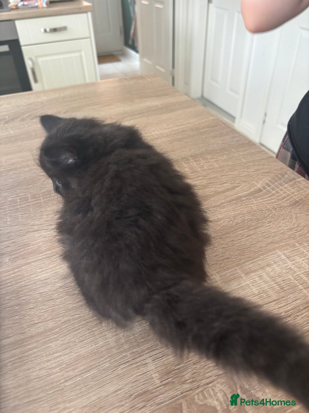 Mixed Breed cats for sale: 4 black fluff balls  - Image 12