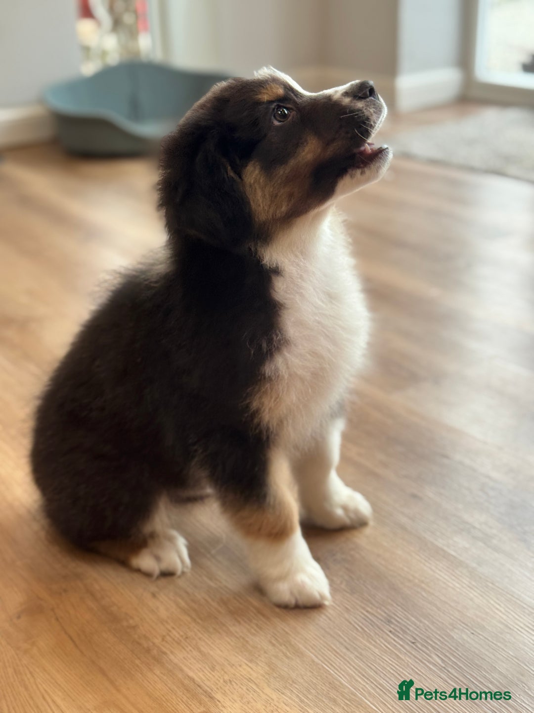 Australian Shepherd dogs for sale: 2 KC registered girl Australian Shepard puppy! - Advert 4