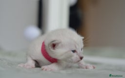 Siamese cats for stud: 🍫PROVEN CHOC POINT SIAMESE STUD🍫 - Image 8