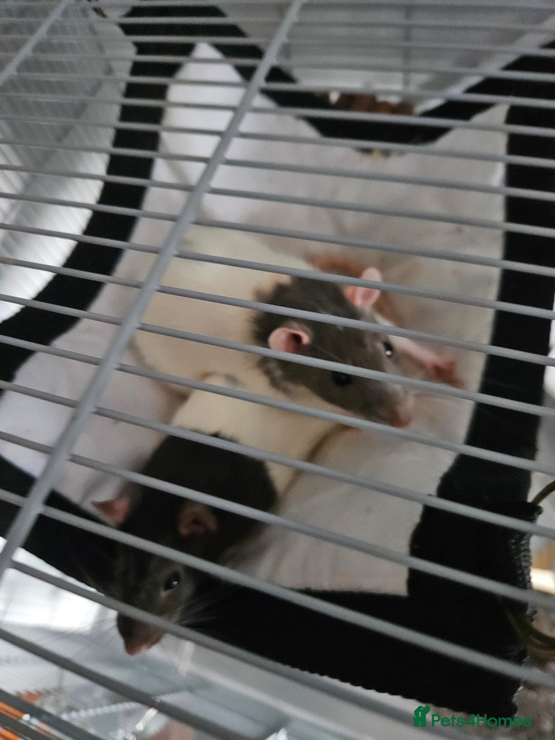 Rat rodents for sale: 2 Female Rats for Sale with full cage set up.  - Advert 3