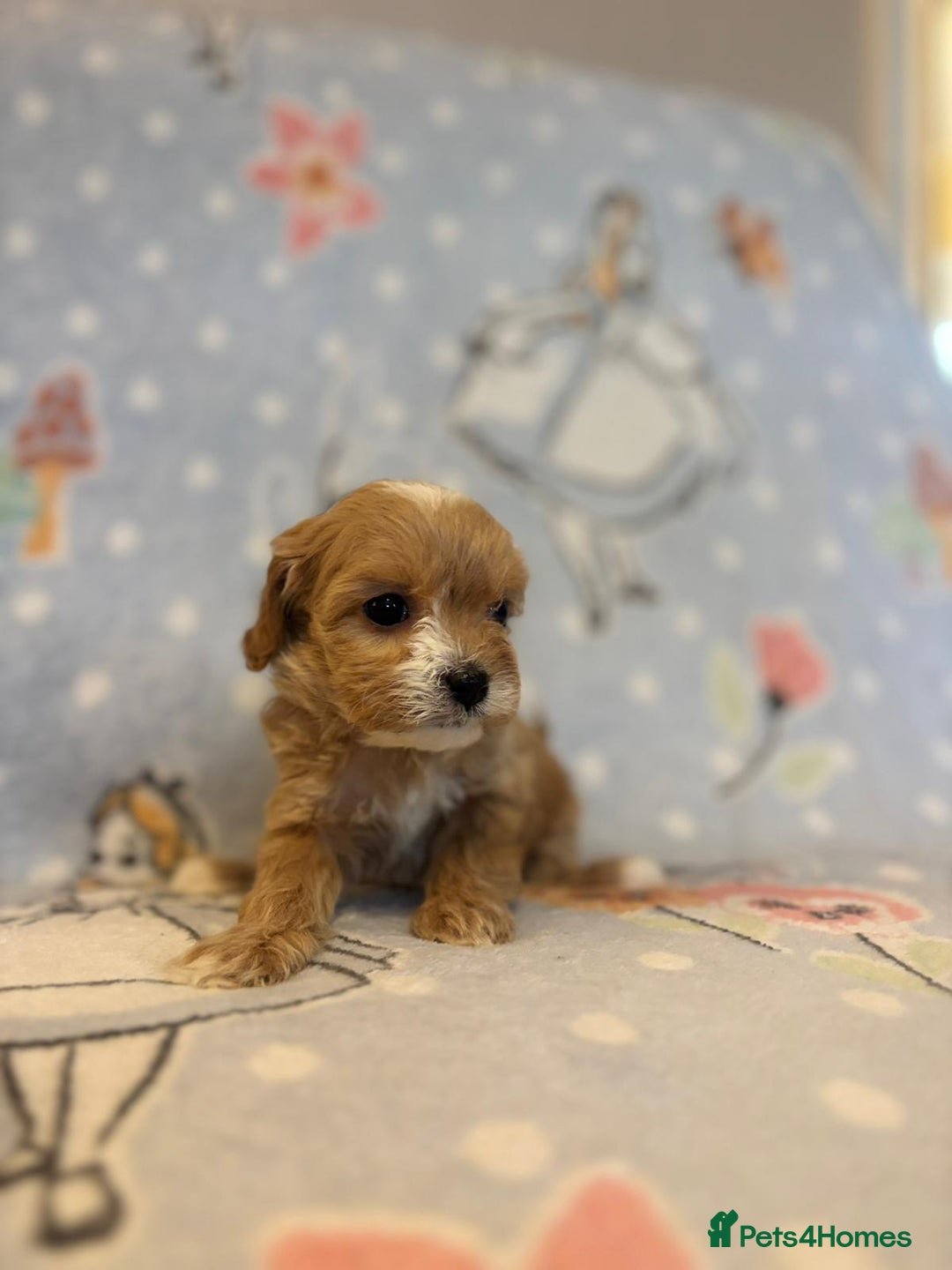 Cavapoo dogs for sale: Stunning Cavapoo pups from family home  - Advert 23