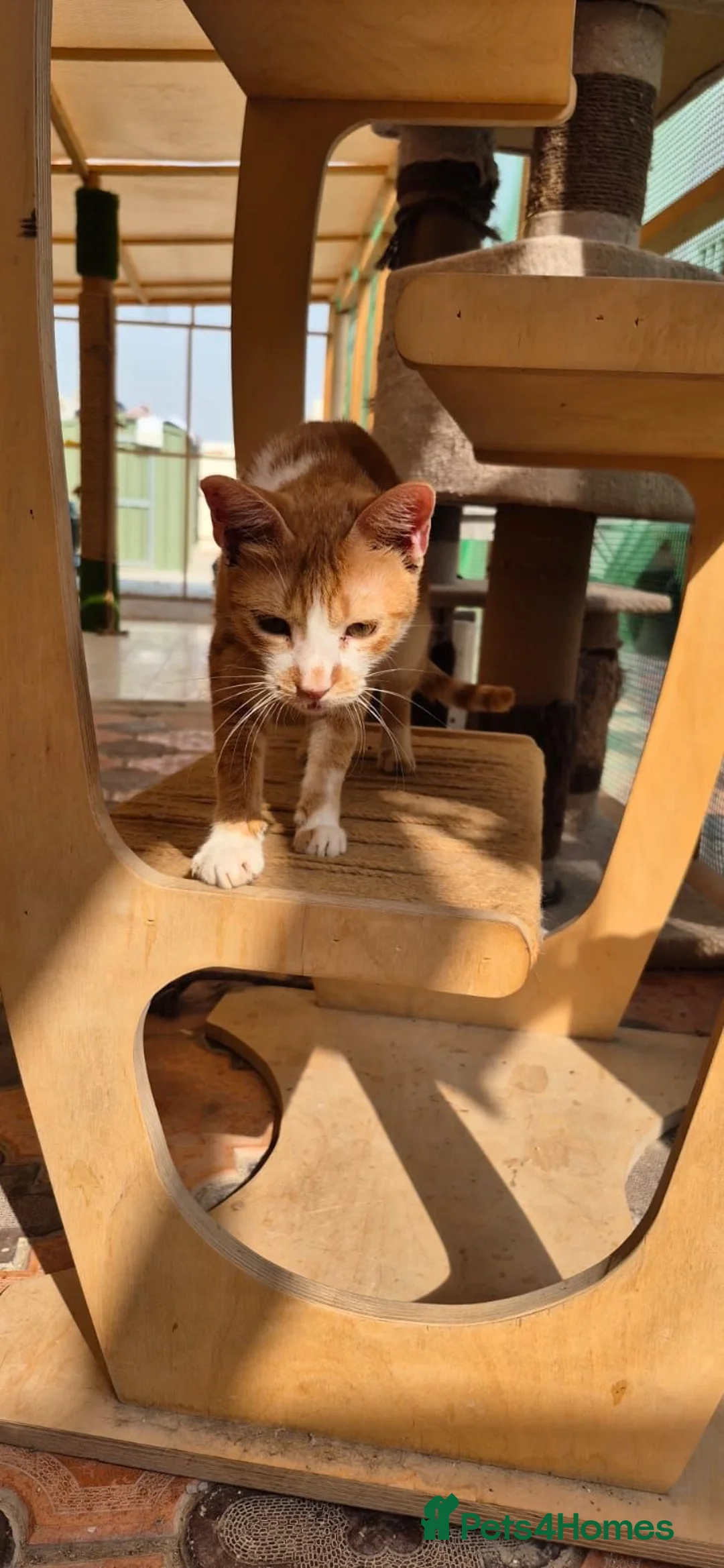 Arabian Mau cats for adoption: Lady Marmalade  - Advert 2