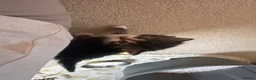 Mixed Breed cats for sale: 2 female 1 male kitten  in Exeter - Advert 2