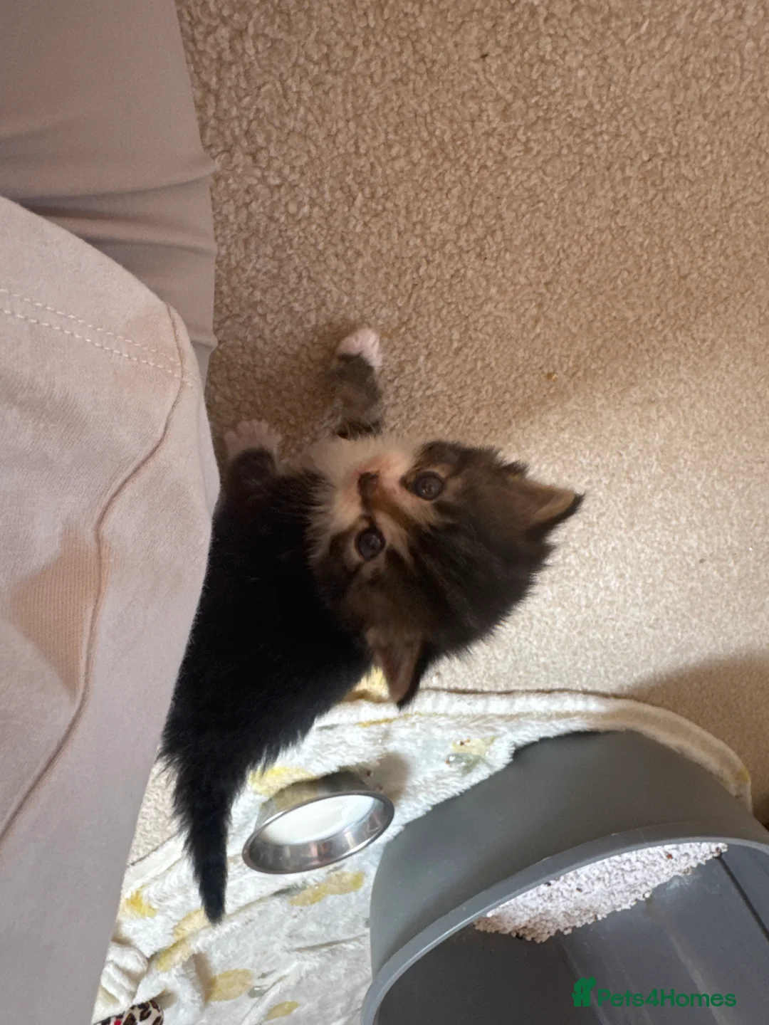 Mixed Breed cats for sale: 2 female 1 male kitten  in Exeter - Advert 2