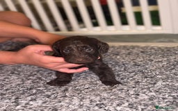 Cockapoo dogs for sale: Ready to leave Minature F1 PRA clear cockapoo pups - Image 23