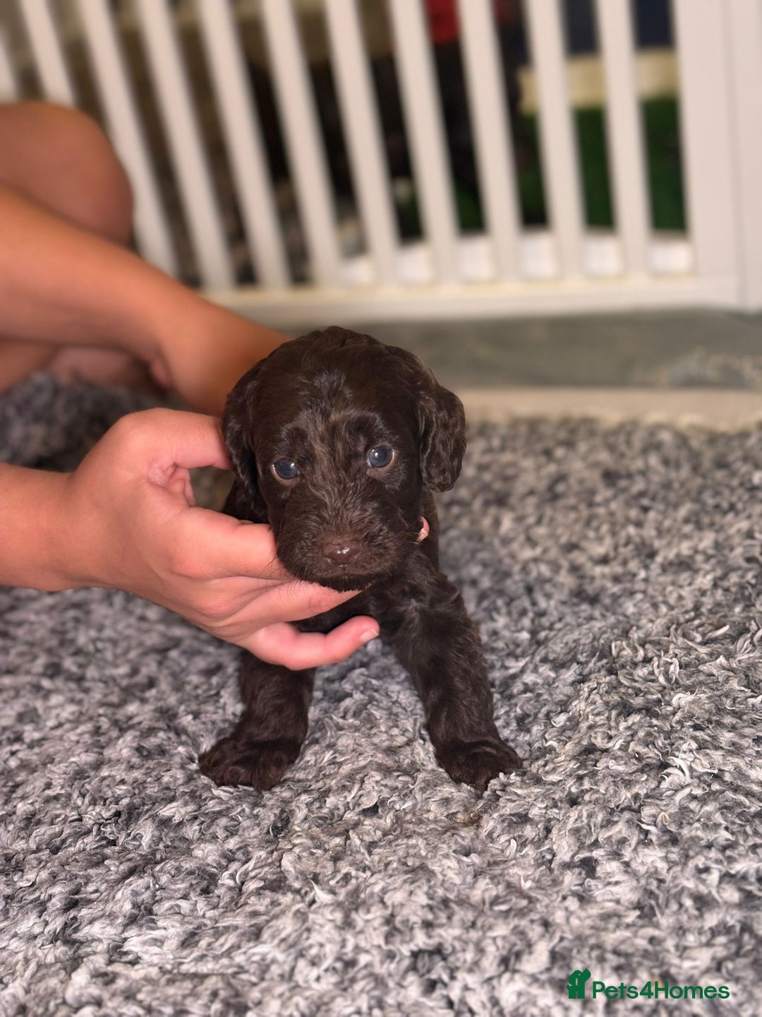Cockapoo dogs for sale: Ready to leave Minature F1 PRA clear cockapoo pups - Image 23