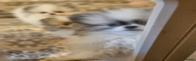 Pomeranian Puppy 1