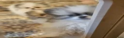 Pomeranian dogs for sale: KC registered Pomeranian Puppies for sale  - Advert 23