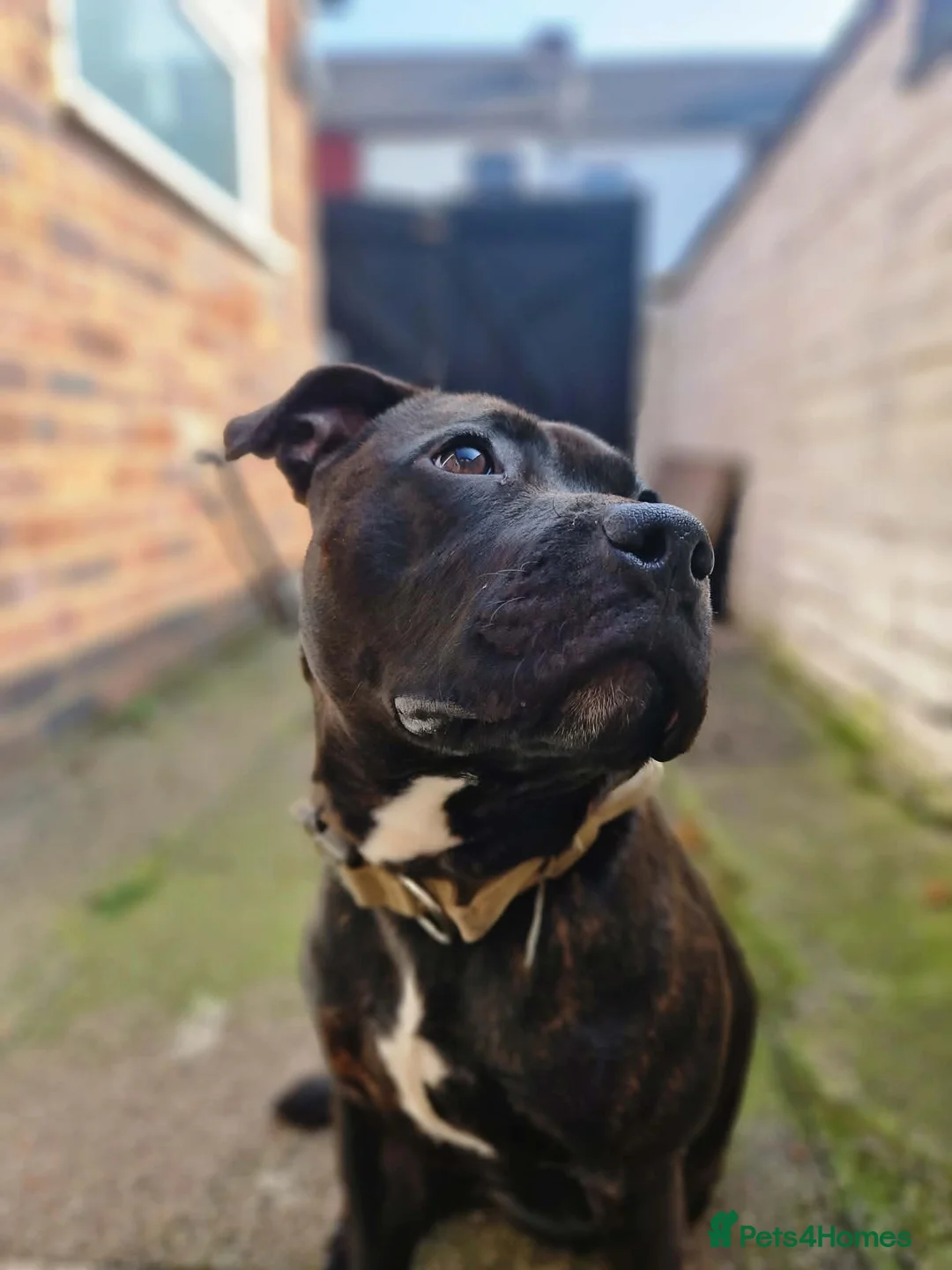 Staffordshire Bull Terrier dogs for adoption: Loving Staffordshire Bull Terrier Zeus - Advert 2