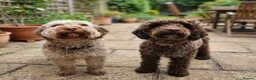 Cockapoo dogs for sale: Adorable F2B Cockapoo puppies - Advert 2