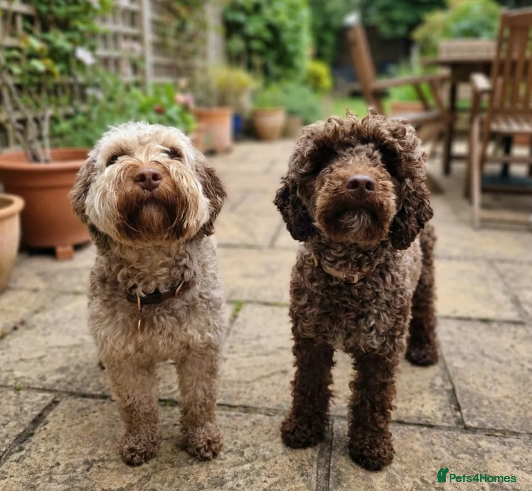 Cockapoo dogs for sale: Adorable F2B Cockapoo puppies - Advert 2