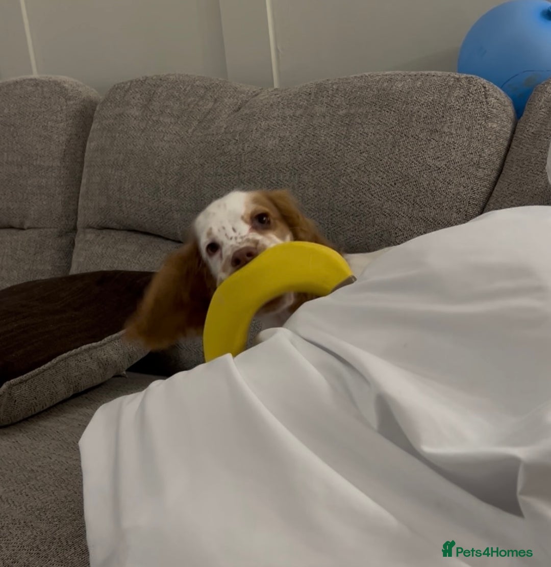 Cocker Spaniel dogs for sale: 16 Week old male cocker spaniel  - Advert 7