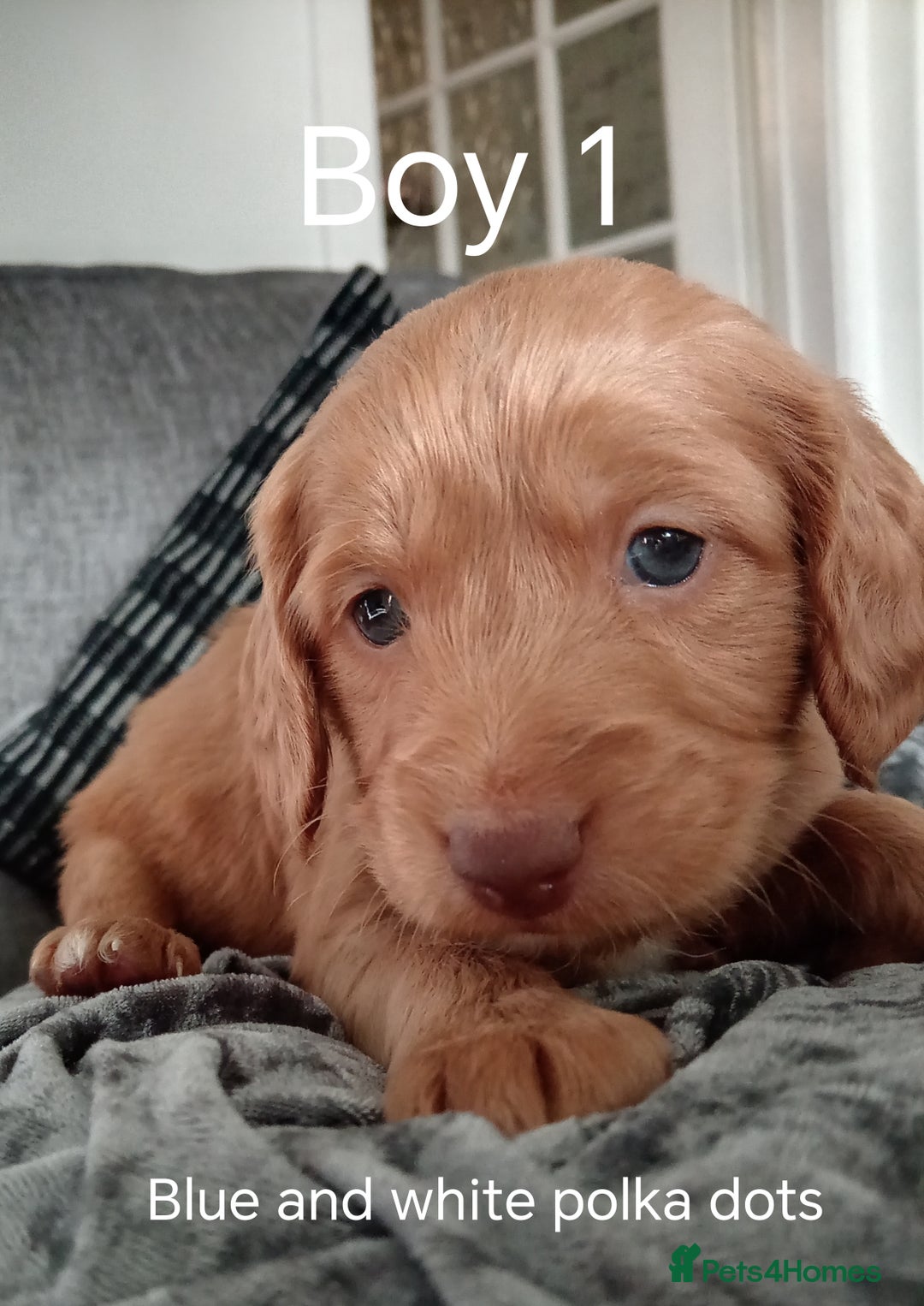 Cockapoo dogs for sale: 8 Beautiful Cockapoos puppies - Advert 11