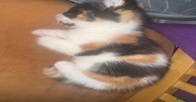 Mixed Breed cats - Advert 15