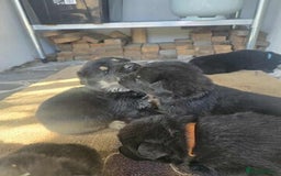 German Shepherd dogs for sale: German Shepherd Puppies - Image 2