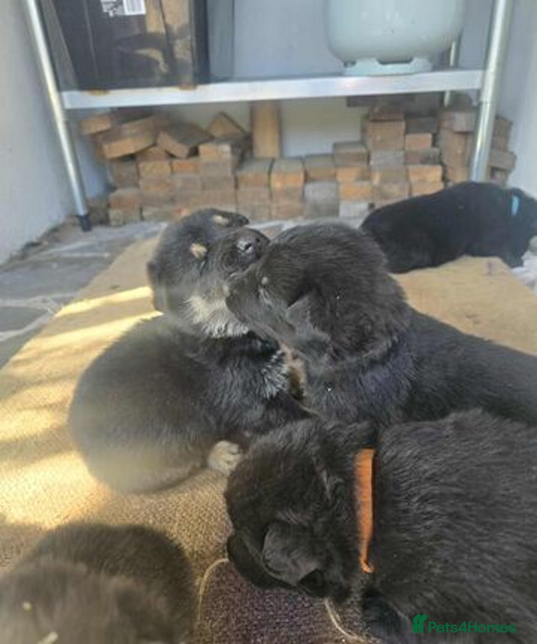 German Shepherd dogs for sale: German Shepherd Puppies - Image 2